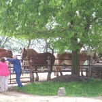 Part of our most popular Amish country itinerary - horse farming